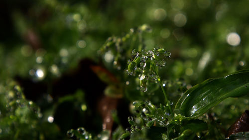 Close-up of water drops on plant