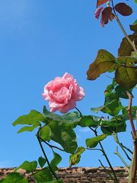 Low angle view of pink rose