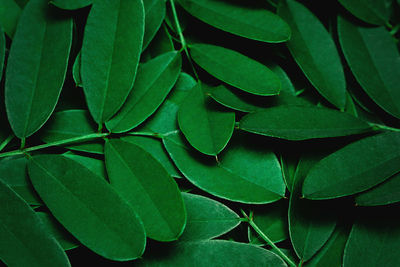 Full frame shot of green leaves
