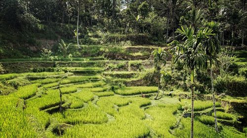 Scenic view of agricultural field