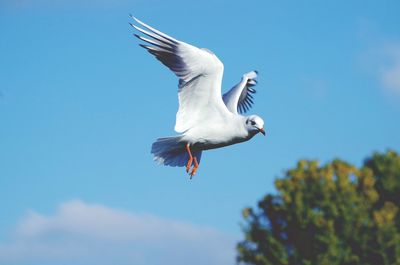 Low angle view of bird flying against blue sky