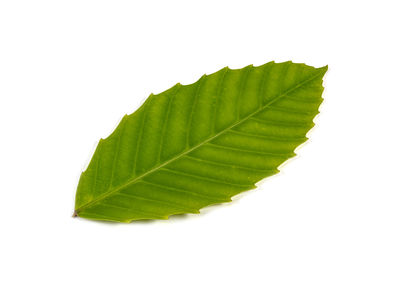 leaf