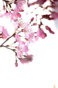 Low angle view of pink cherry blossoms against sky