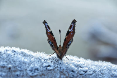 Close-up of butterfly on snow