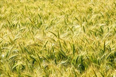 Full frame shot of corn field