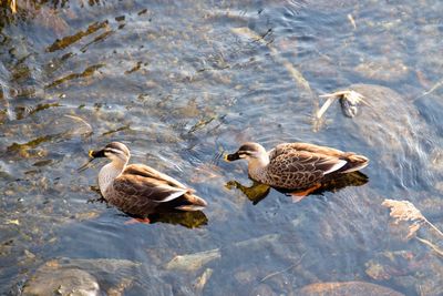 Ducks swimming on lake