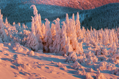 View of trees on snow covered land