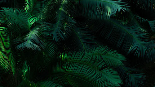 Fern leaves on dark background in forest. dense dark green fern leaves in garden. nature abstract