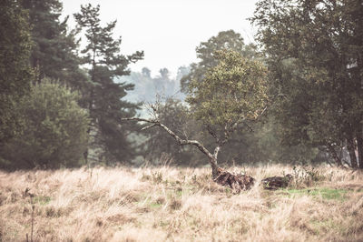 Scenic view of grassy field