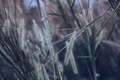 Close-up of grass growing on field