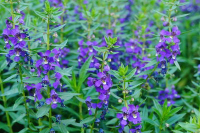 Close-up of purple flowering plants