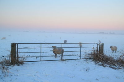 Fence on snow covered landscape