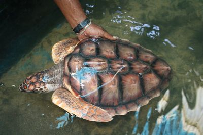 Cropped hand of man touching turtle in pond