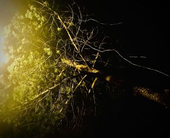 Low angle view of illuminated tree on field against sky at night