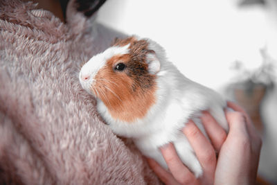 The guinea pig in the girl's arms