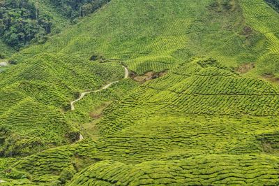 High angle view of corn field