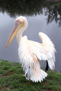 White heron on lake