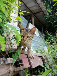 Portrait of a cat