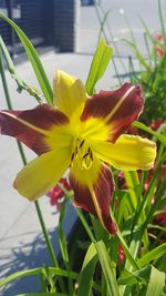 Close-up of day lily blooming outdoors