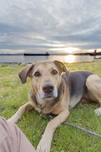 Portrait of german shepherd dog lying on grassy field against lake