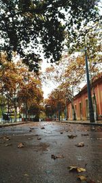 Autumn trees in city