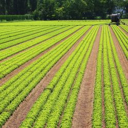 Scenic view of agricultural field