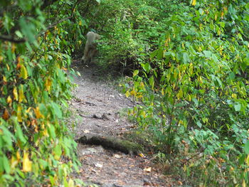 View of an animal amidst plants in forest