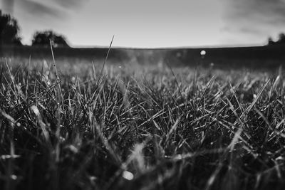 Close-up of crops on field against sky