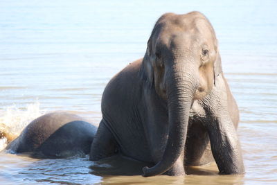 Elephant in water