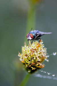 Close-up of insect on flower