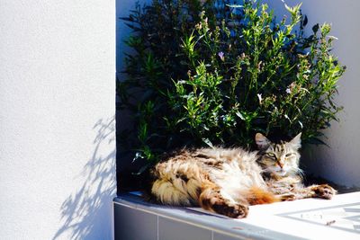 Cat by window