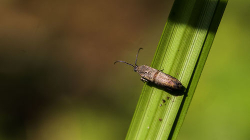 Close-up of insect