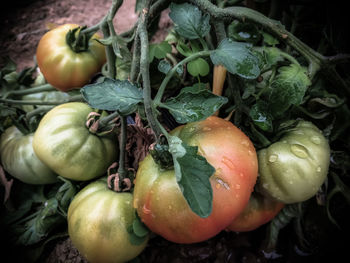 High angle view of fruits