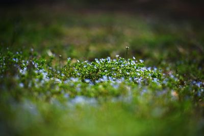 Close-up of plant growing on moss