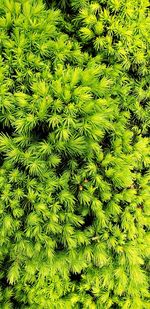 Full frame shot of fresh green plants