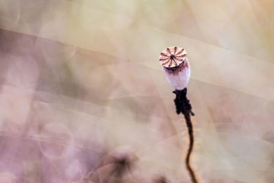 Close-up of wilted flower on plant