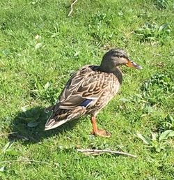 Bird on grassy field