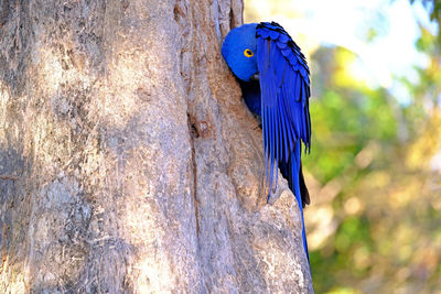 Bird perching on wooden post