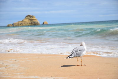 Seagull on beach