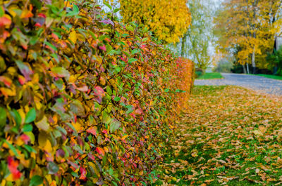 Autumn leaves in park