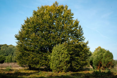 Low angle view of trees against sky