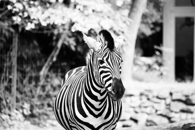 Zebra standing in a field