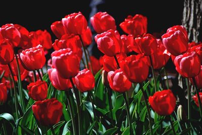 Close-up of red tulips blooming in field