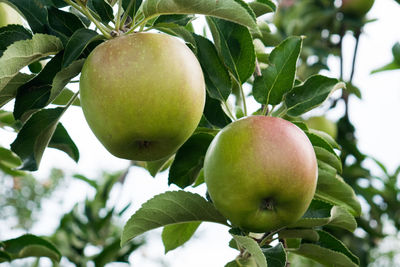 Low angle view of apples on tree