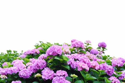 Close-up of purple flowers