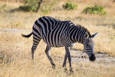 Zebra in a field