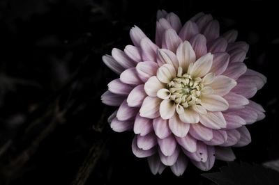 Close-up of dahlia blooming against black background