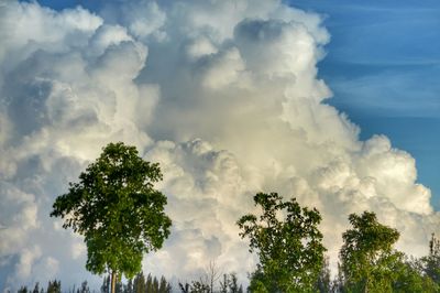 Low angle view of trees against cloudy sky