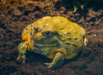 Close-up of frog on field