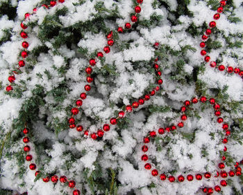 High angle view of red berries on snow covered plants